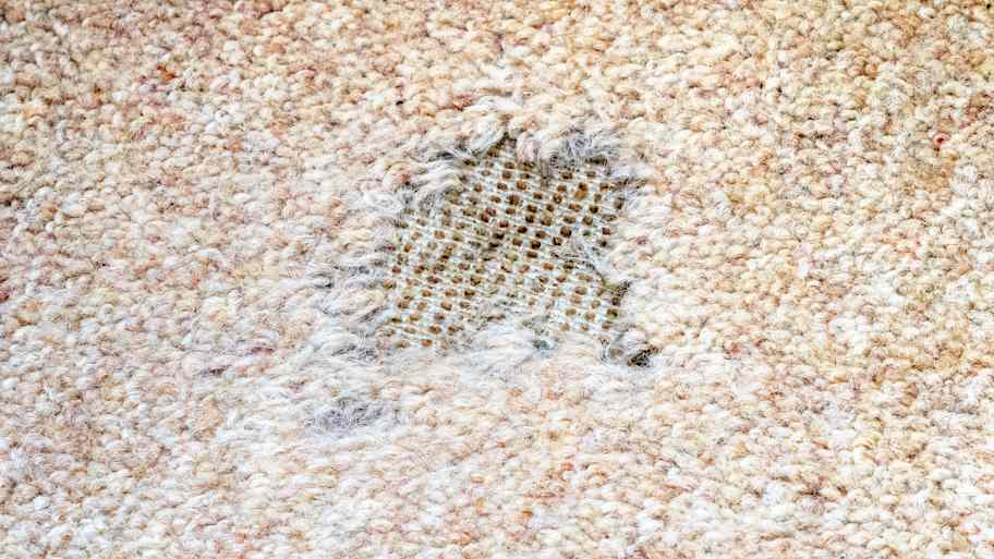 Carpet damaged by moth infestation 